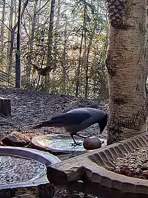 livebirdspoland_2963b799894649fd608160edc8010d18.jpg