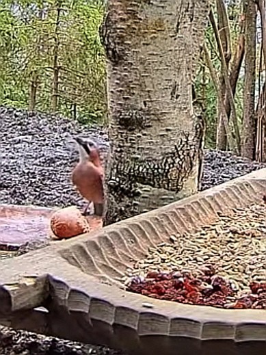 livebirdspoland_cffe6f993177ce313f3c8a3532b52d7f.jpg