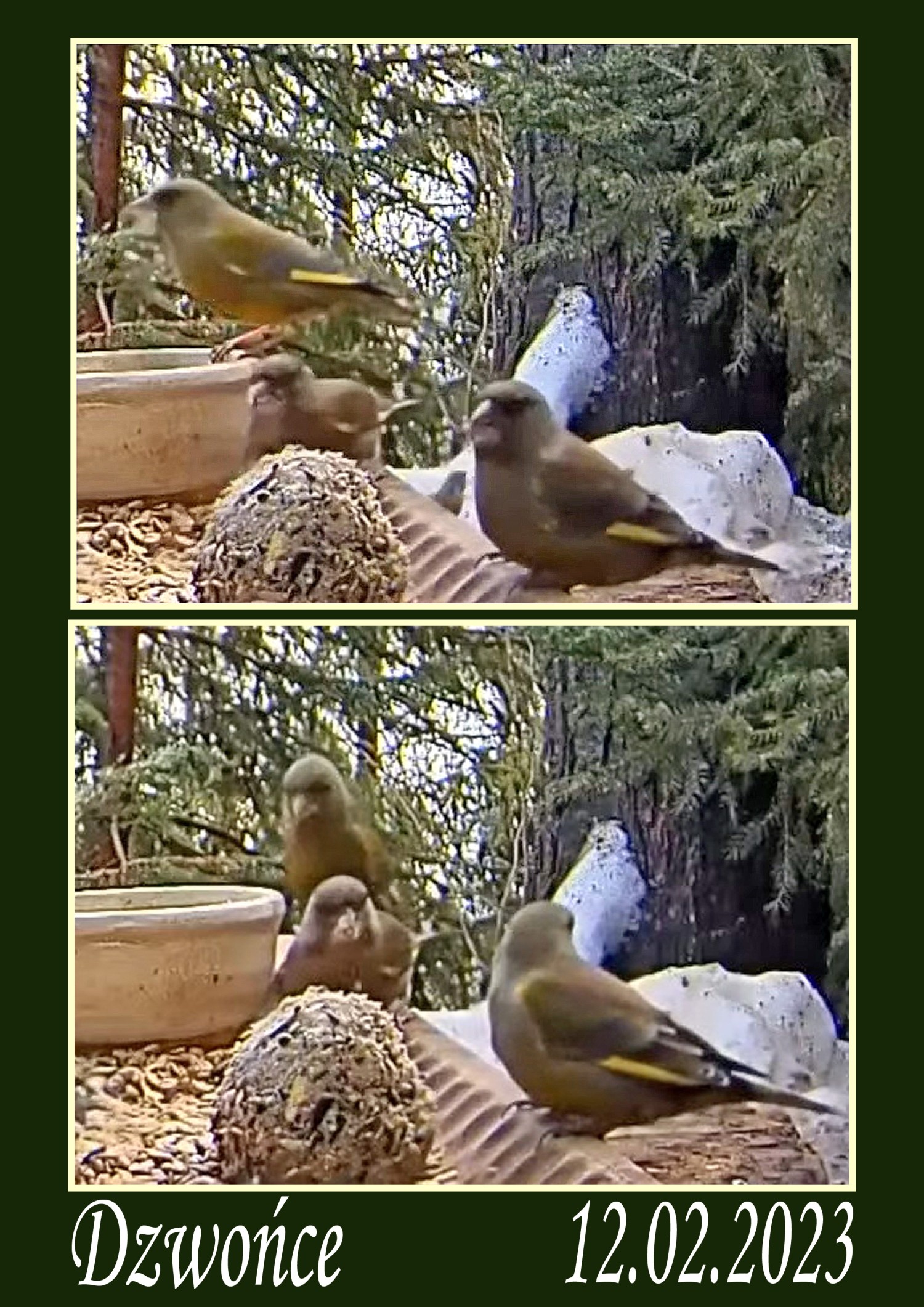 livebirdspoland_1a9f788f8c8ab8f5748d18e572359cc6.jpg