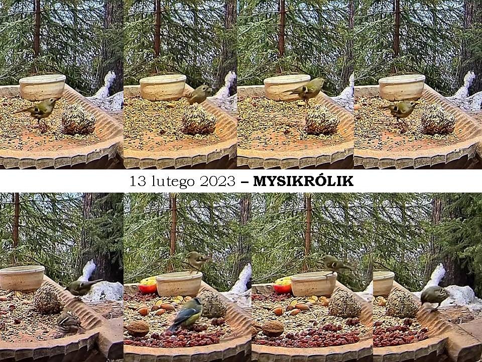 livebirdspoland_01bdb312cbea4e1ab6e6af08cdaa052e.jpg