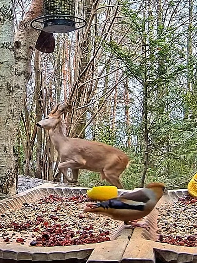 livebirdspoland_009b1c4216d3ccf1555e43d3a0ca24cd.jpg