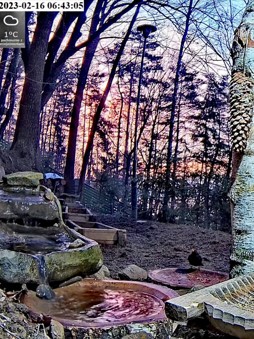 livebirdspoland_2b695b0ec62696be9377e32ce3b6c739.jpg