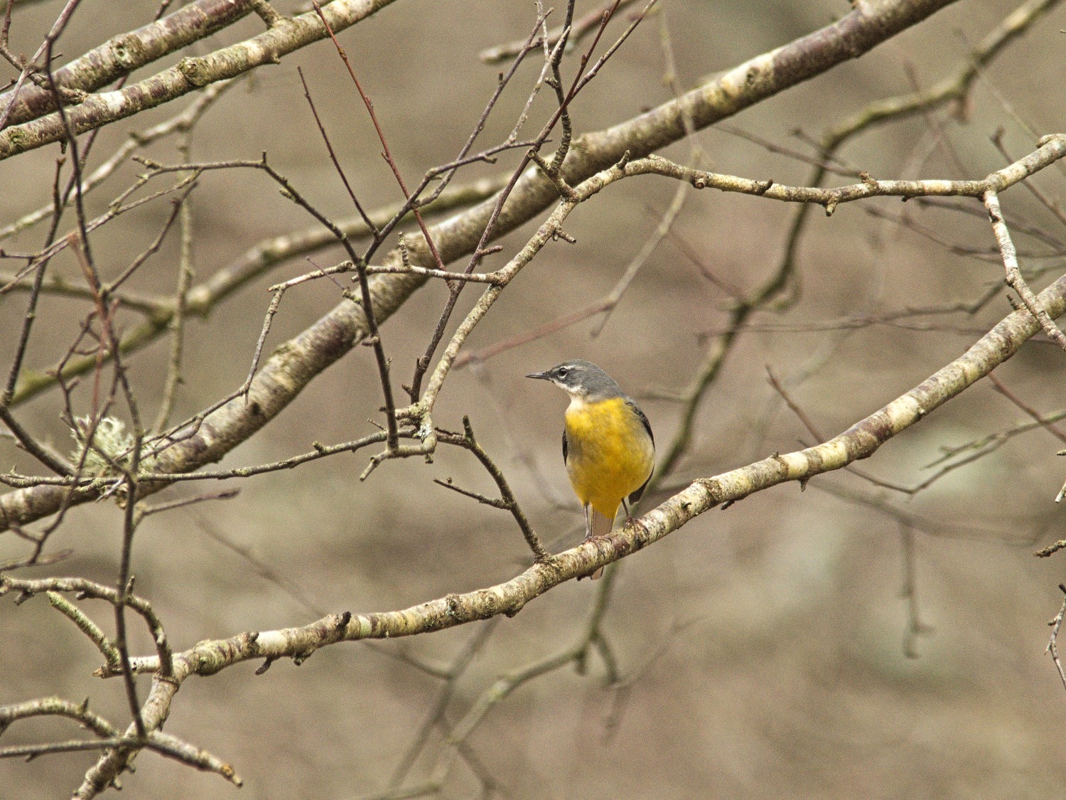 livebirdspoland_04183792c60bff5c8134df3abf70f23f.jpg