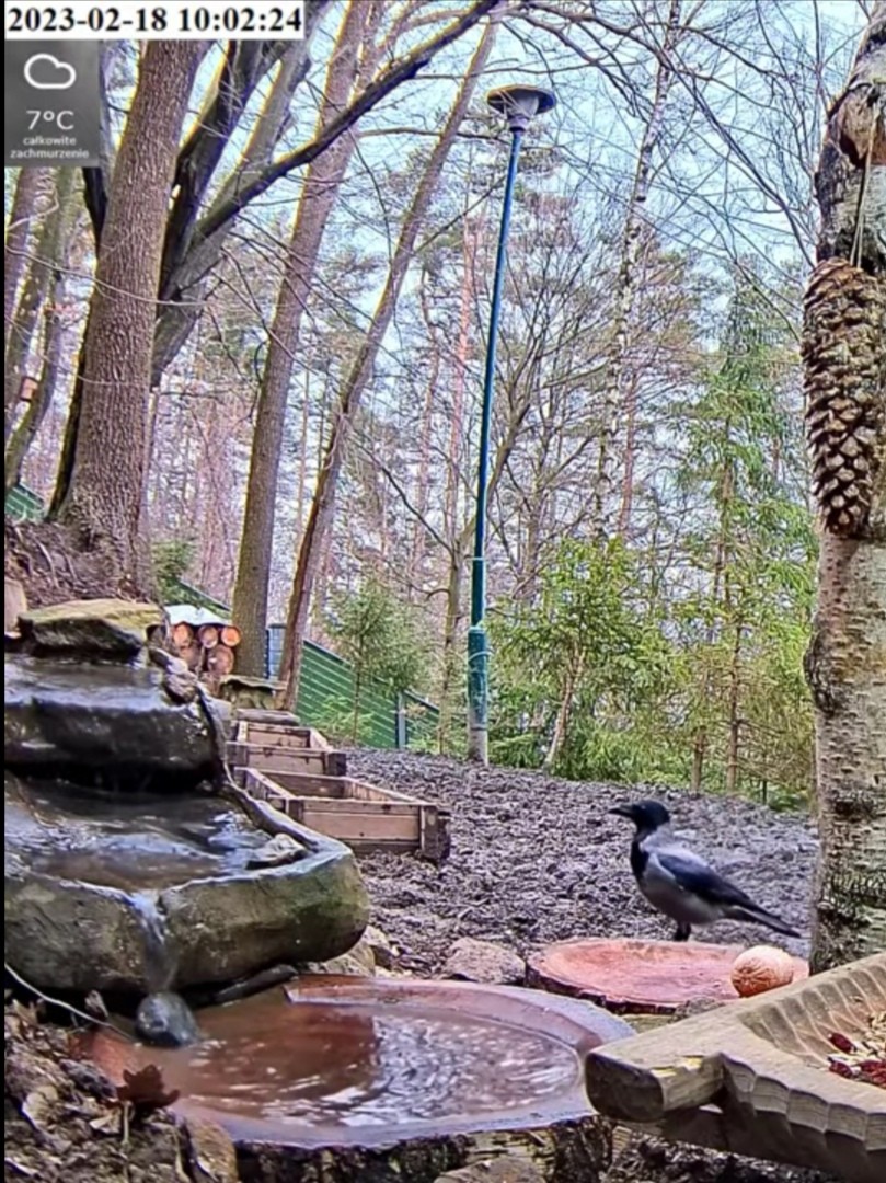 livebirdspoland_a729ec19339cc3c79e1f741aef3b5300.jpg