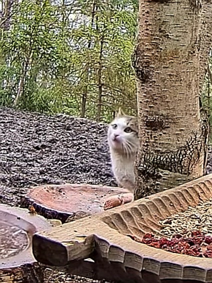livebirdspoland_c3b1c9a5a6419b84d0834f48a4c73cee.jpg