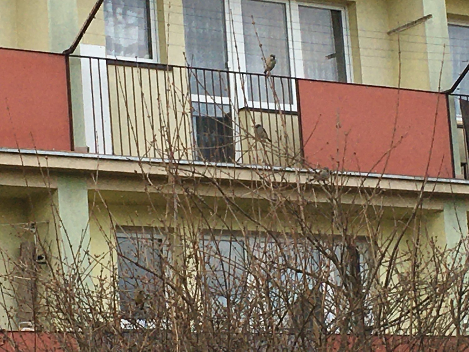 livebirdspoland_cba804785db9daff60fb47f6a124685d.jpg