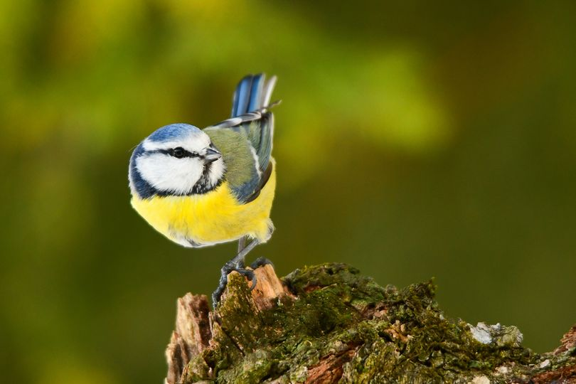 livebirdspoland_64d6487b0c545898399a610aaa2ddef3.png