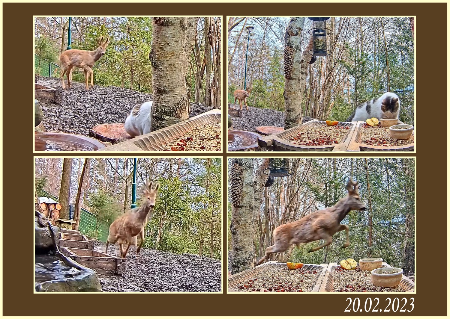 livebirdspoland_f8d09d25039e41df948d7c6e6f4fbe3e.jpg