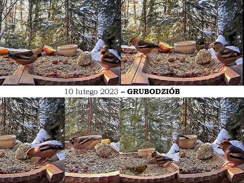 livebirdspoland_43cc17ffb5228abf68b6c14f8b5b22a0.jpg