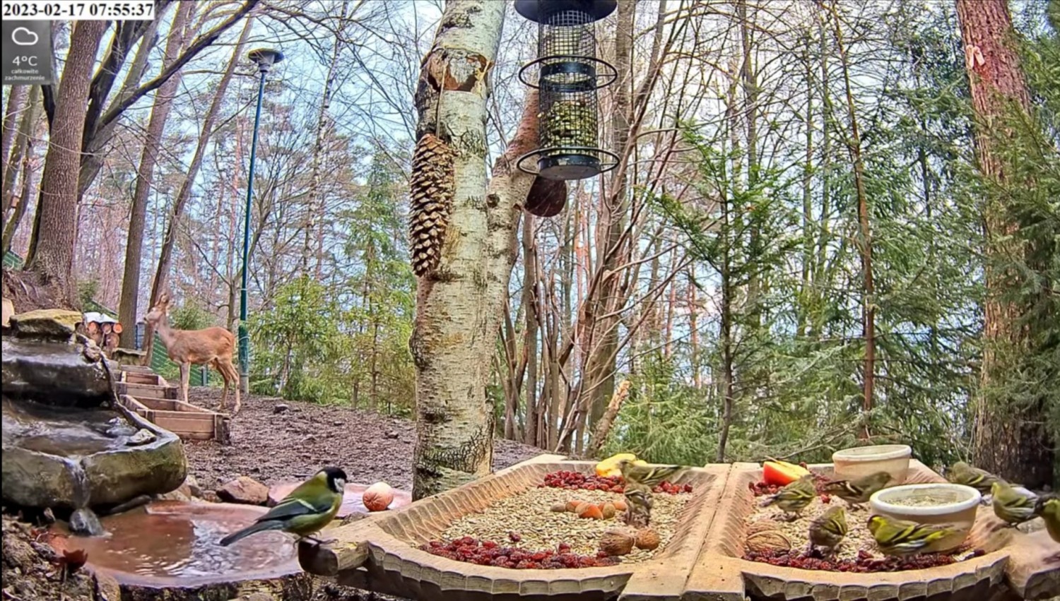 livebirdspoland_f86c7e3e24c0eed2308e60947fce4dde.jpg