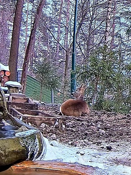 livebirdspoland_609850ffaa2e7f800d672b0eeeb15f9b.jpg