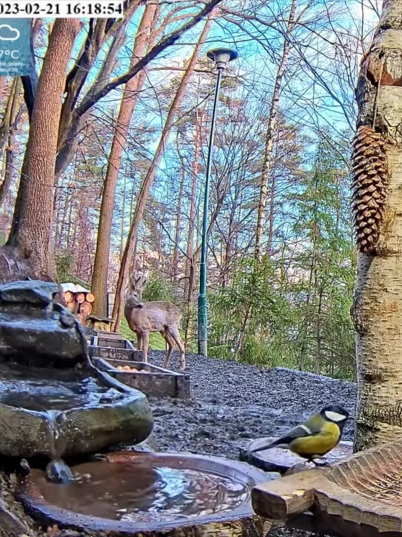 livebirdspoland_561cd8c67ab136f8ed66eb602c7f4c4a.jpg