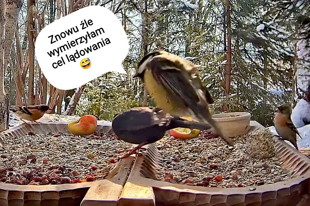 livebirdspoland_0063fb91849d22e322c4f7186a80f14c.jpg