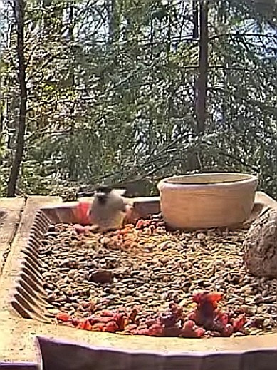 livebirdspoland_06518b792cd4ccd9ca959468351ee47c.jpg