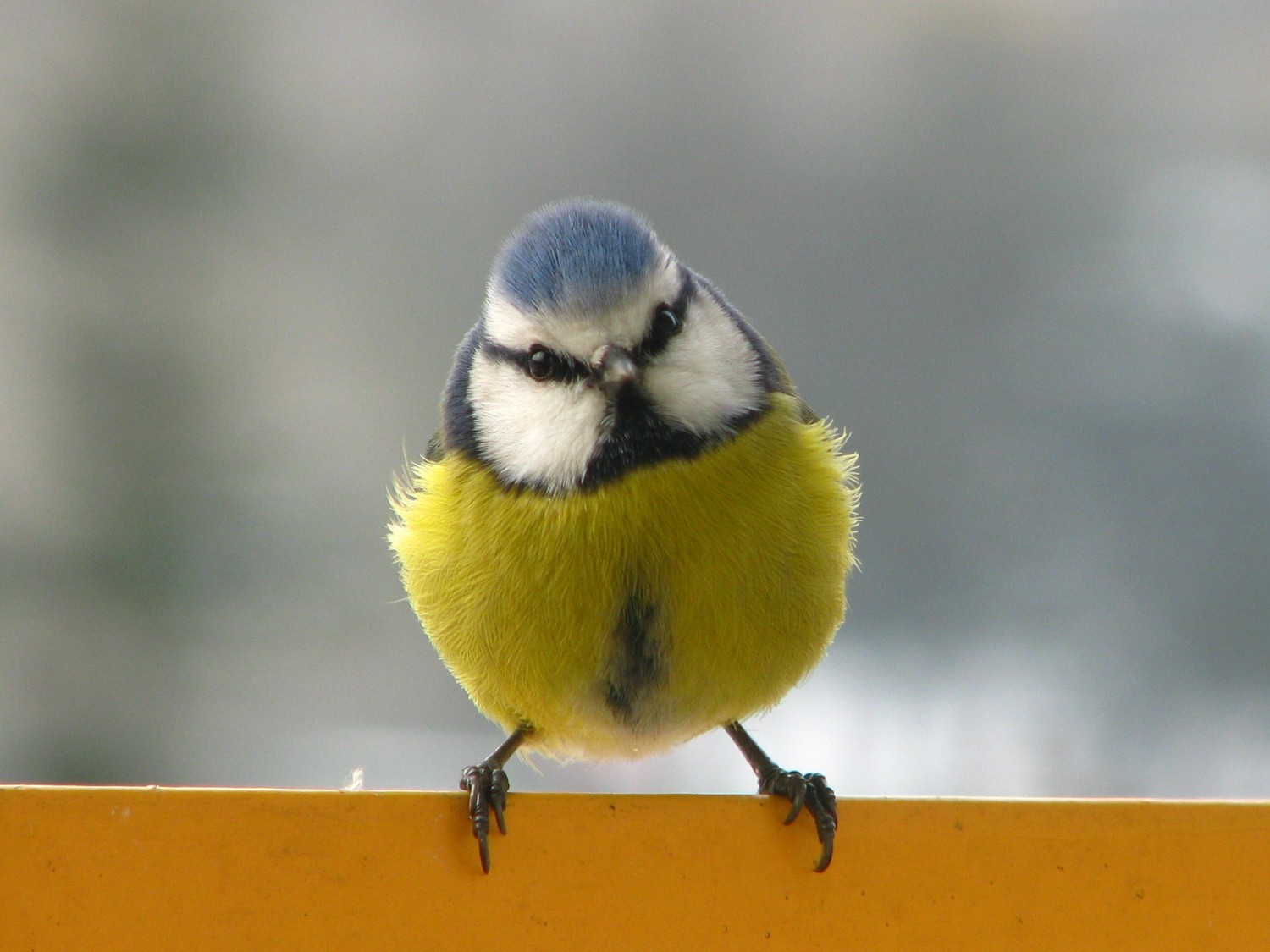 livebirdspoland_147a73d970f2627ecdfa49ab71008cfb.jpg