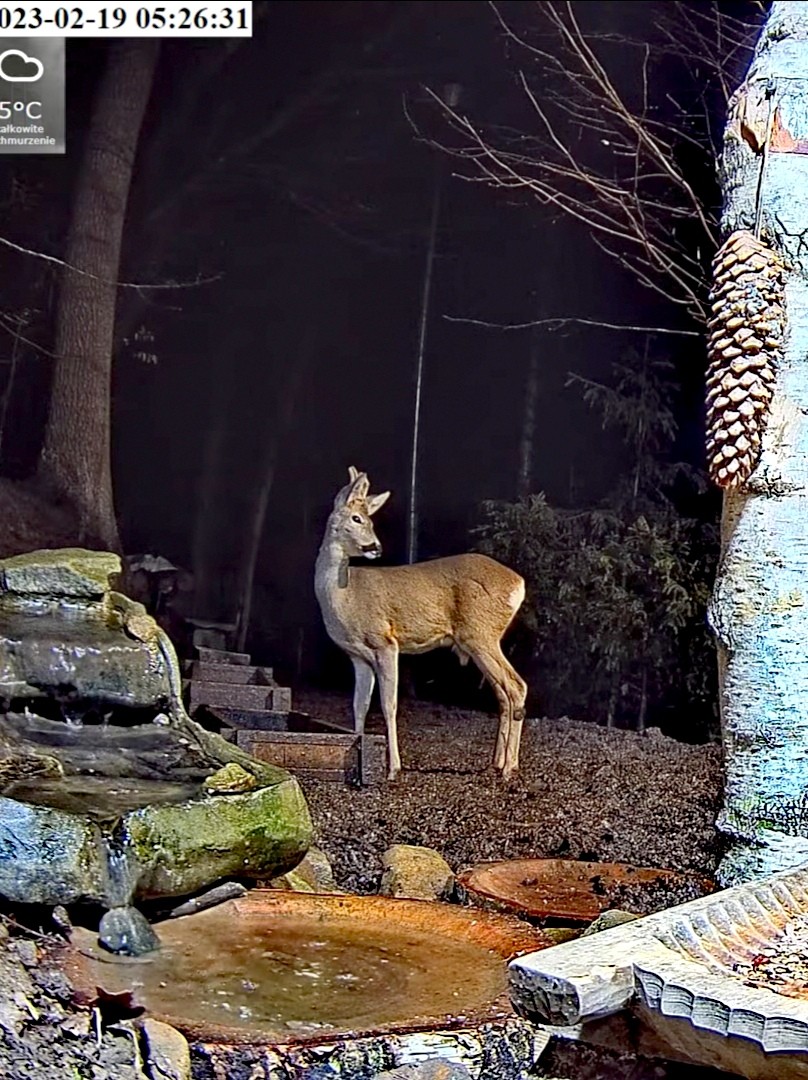 livebirdspoland_77d72b9f1cca2f2494f8a6e26869b499.jpg