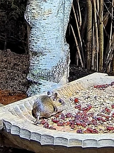 livebirdspoland_ba0af640602a09ca696fa1466783b7ee.jpg