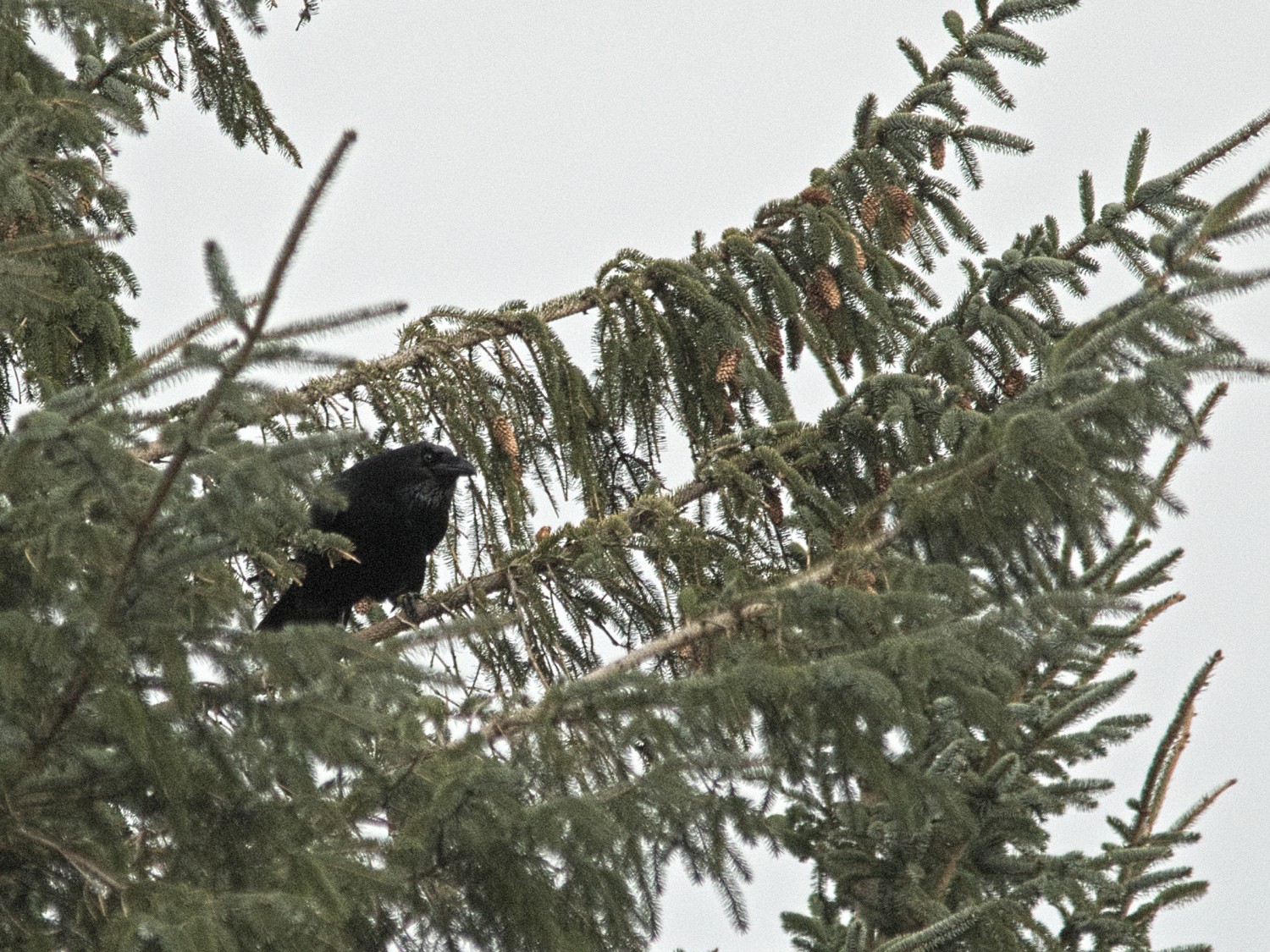 livebirdspoland_08969d7500a06e5cb4a8622f3bb7bc5f.jpg