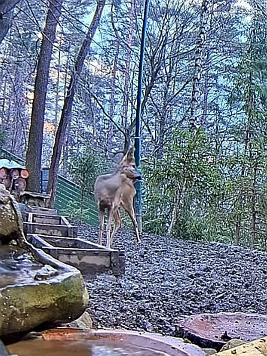 livebirdspoland_8f07e7594872d3b1fcbece73aa163029.jpg