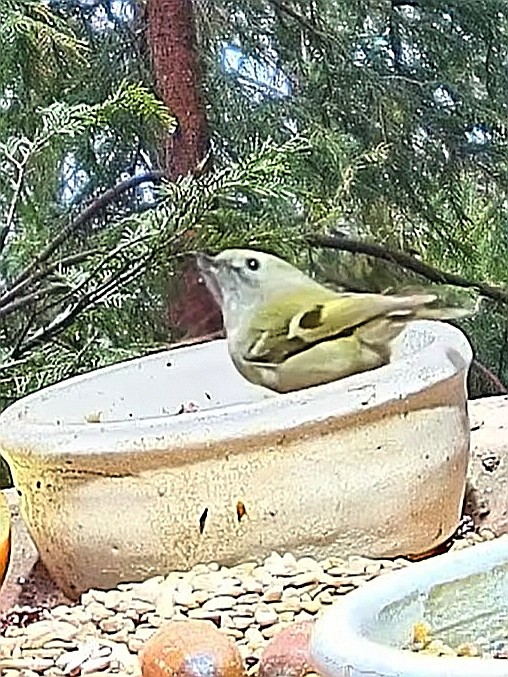 livebirdspoland_69b93655696be77e9d1caf487d6d2cae.jpg