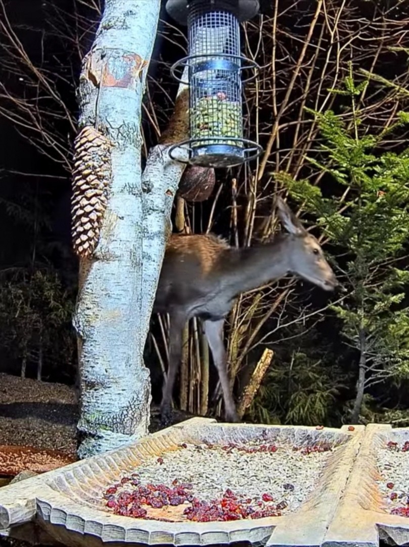 livebirdspoland_15f7e7bea7657d7d142861349fd53633.jpg