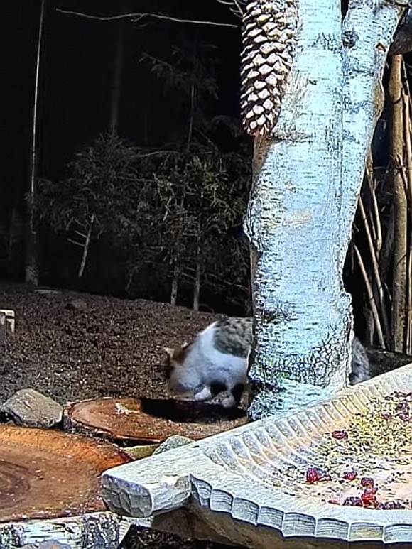 livebirdspoland_bfd5556e3c8b6b171e219dcc9105e5fa.jpg