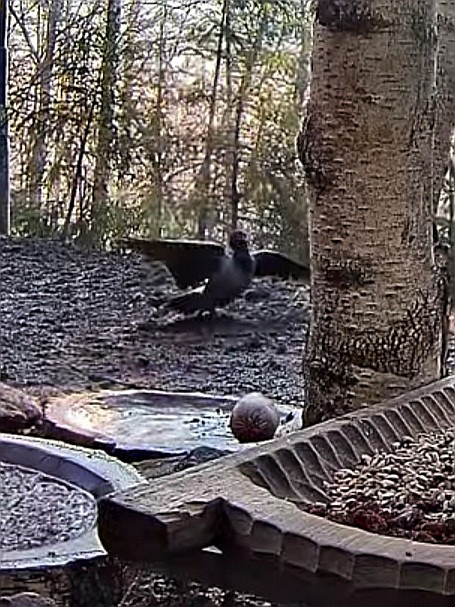 livebirdspoland_63b6b4656554cd1c6cd29dc200ca7676.jpg