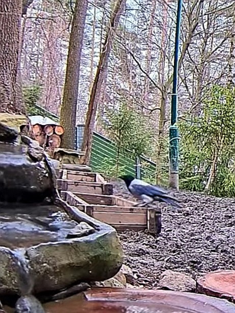 livebirdspoland_f2caa18c9bdde1a932769120b2e15a77.jpg