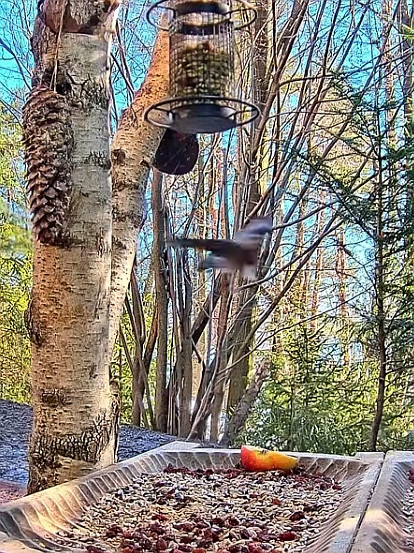 livebirdspoland_ecaad2df1d98e4c7c5d83aa8c91abb2f.jpg