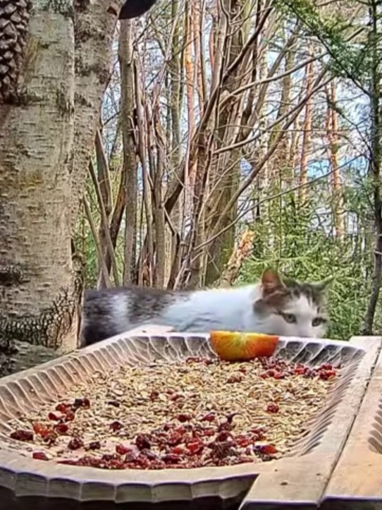 livebirdspoland_316a0cd181375b8c5153af8804aea67f.jpg