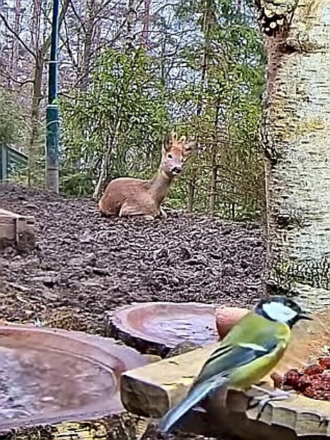 livebirdspoland_45dd63410983596179a5518f1d7ce82b.jpg