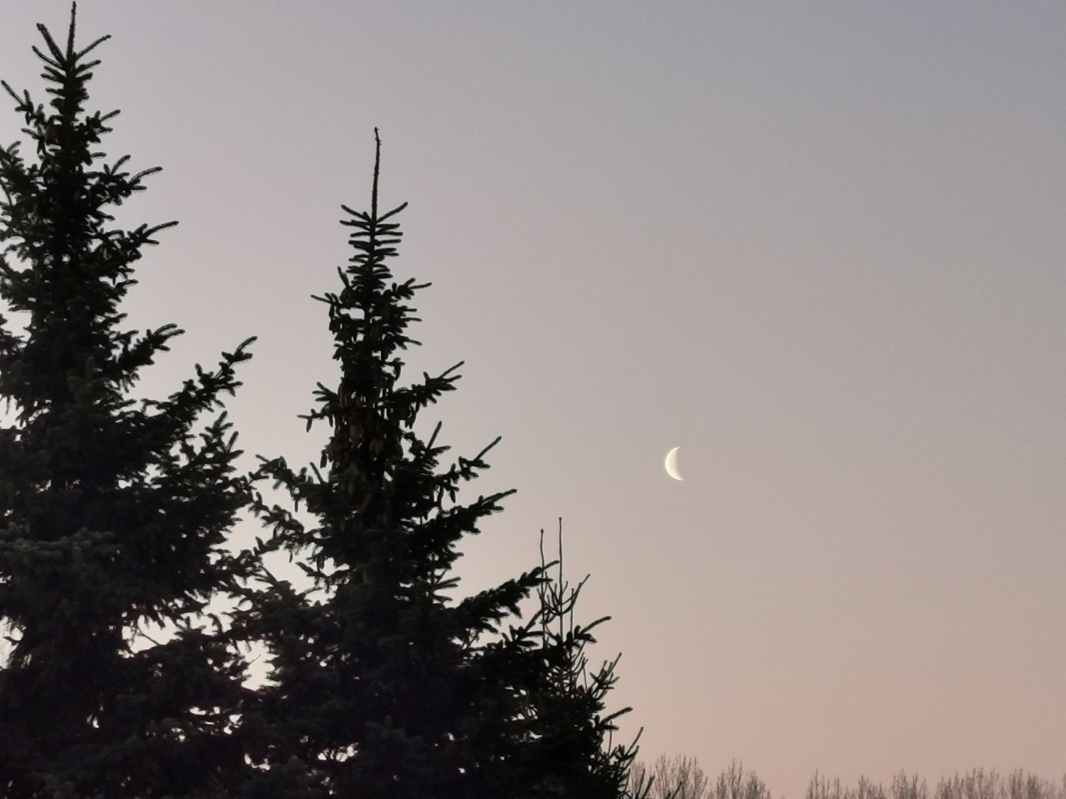 livebirdspoland_0041cb38e22030b2f7bd407450a071e1.jpg