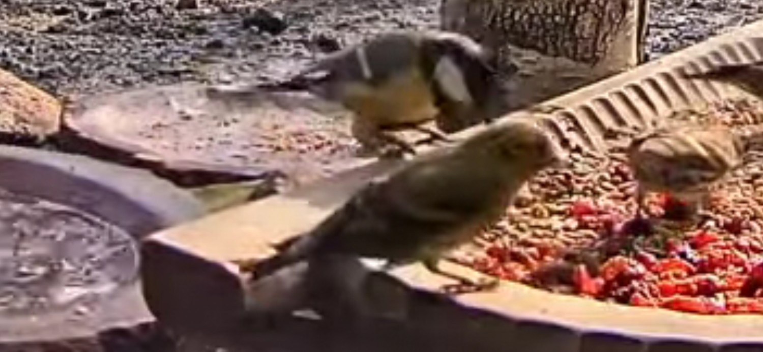livebirdspoland_ae19c113e01938a8c7bd58646c6a40c9.jpg