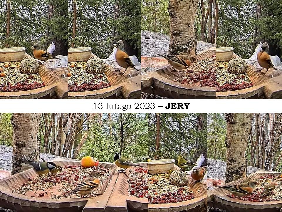 livebirdspoland_8e4032b198db33c6d710bbe246a36920.jpg