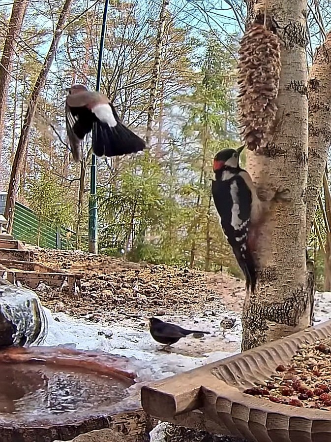 livebirdspoland_7fe76943262c8e987ec0763f9e732106.jpg