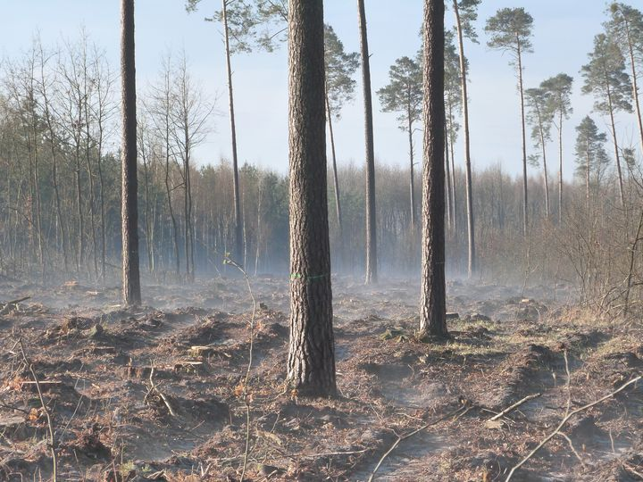 livebirdspoland_f8e2e4477a3dbcd8382287666834d7ec.png
