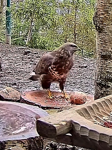 livebirdspoland_83e6071cecbc978d4abe3fe19dcc4790.jpg