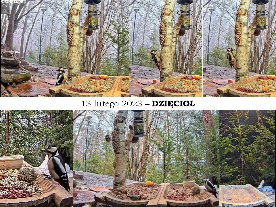 livebirdspoland_4070ee1a63ca1285cb82253af552ea54.jpg