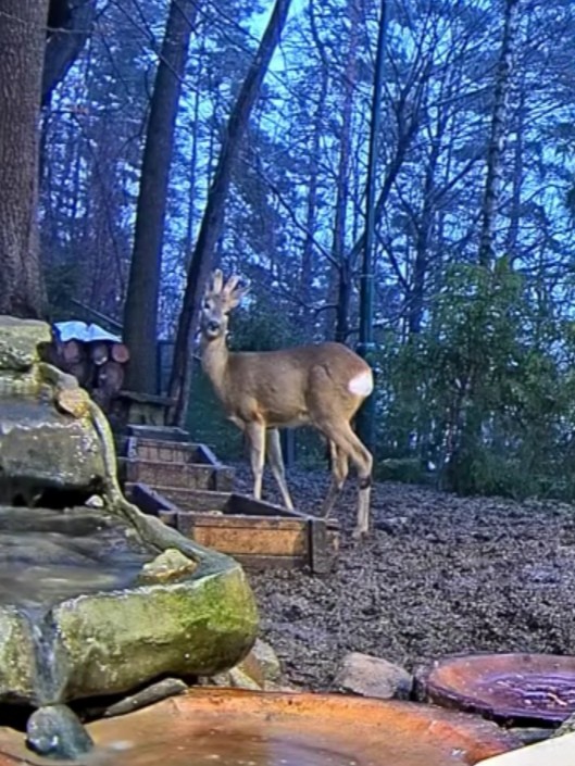 livebirdspoland_dca047f768b8491c3e4e94ff24ae903e.jpg
