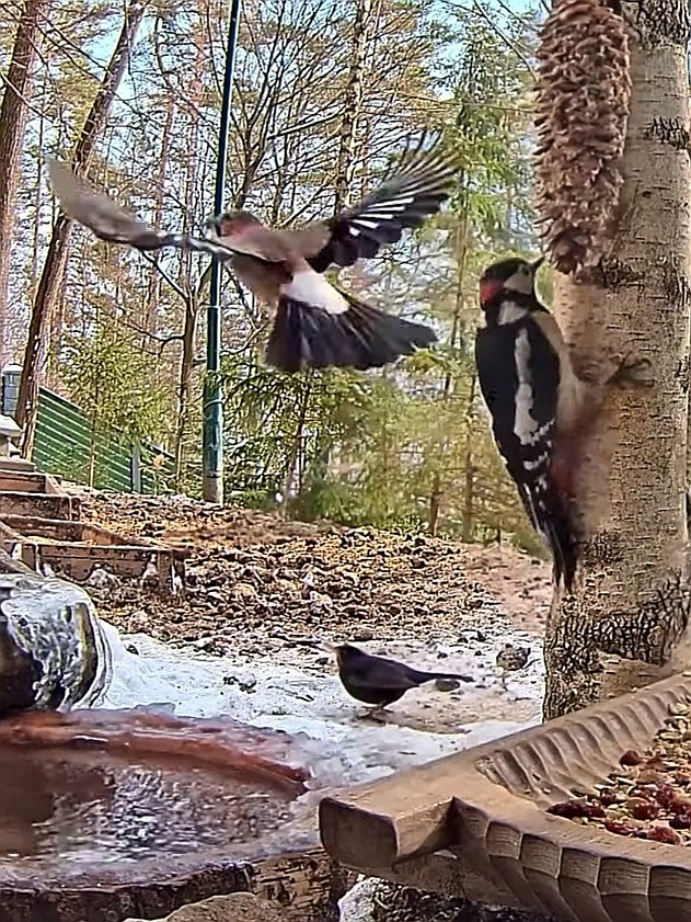 livebirdspoland_a36a4e23fad6055488aa0fd9e440e3d7.jpg