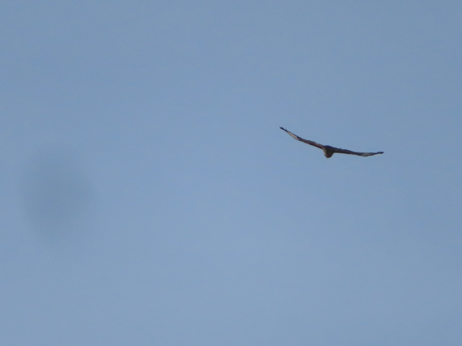 livebirdspoland_d3d1c796bc8e91e2e46ee8b5927dcfe6.jpg