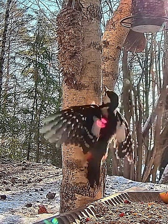 livebirdspoland_032c80965a339be96be97afef987e4be.jpg