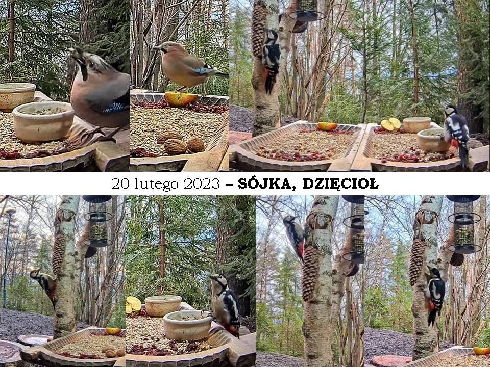 livebirdspoland_78f1e1803dbfa472d8bf181480e032a4.jpg