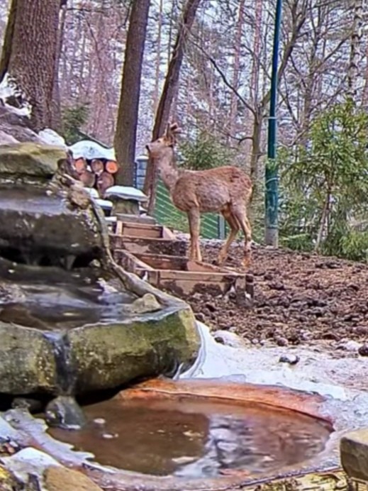 livebirdspoland_a3dbbc3b238e82086cb69845b02534a3.jpg