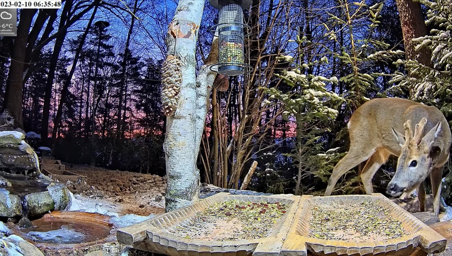 livebirdspoland_97f221e5b0795c7214f5fe3c8f82af13.jpg