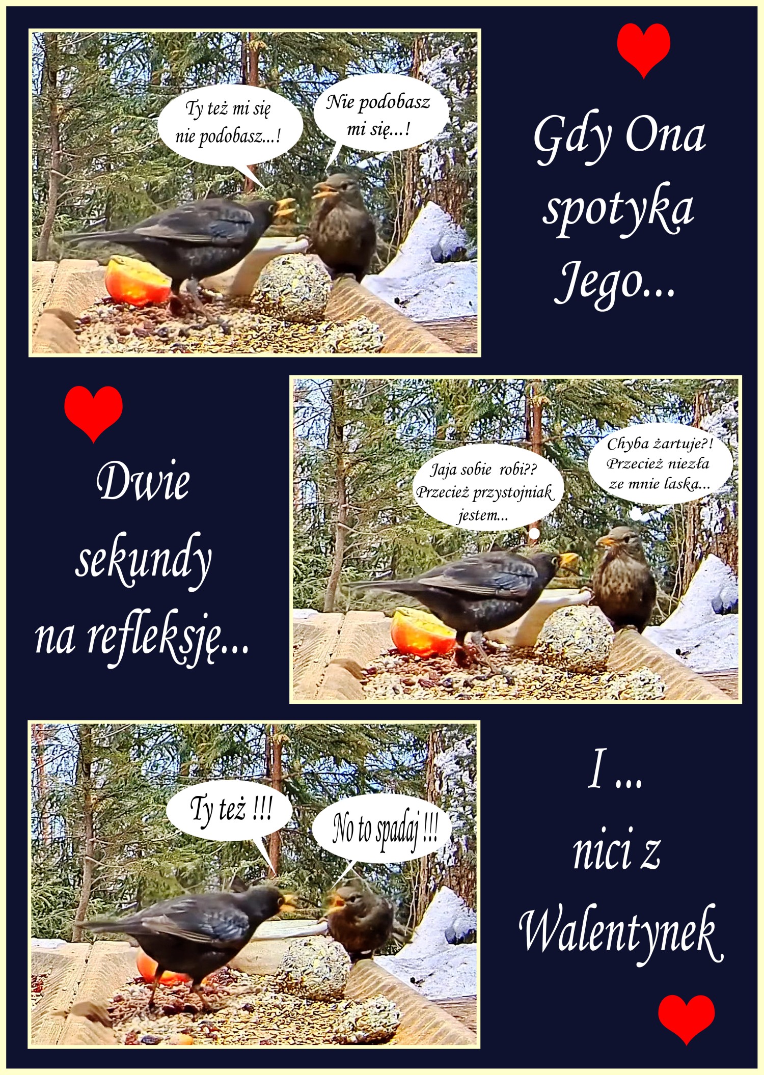 livebirdspoland_4b14fb506aef5d9f8cc7bd70333f78a2.jpg