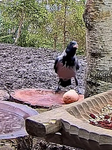 livebirdspoland_52befd09973c3d3af7789594b25d91fb.jpg