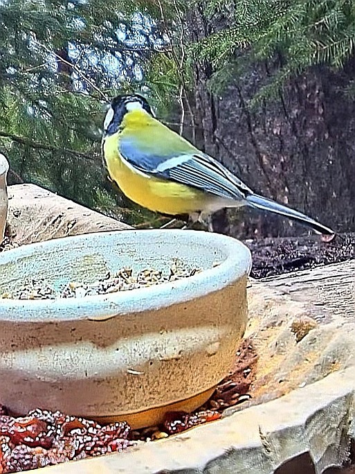 livebirdspoland_55b6b87b472494f36273dc5b0b7da08f.jpg