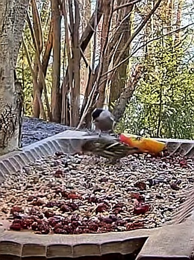 livebirdspoland_cf38dd50c2b44234501f4f2985b20ba4.jpg