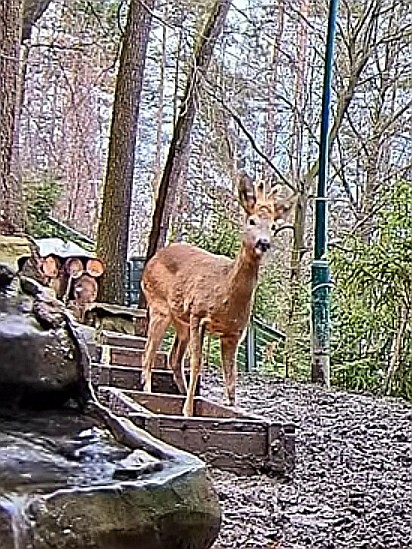 livebirdspoland_f11c5848300b0f207d7facc34c8257c0.jpg